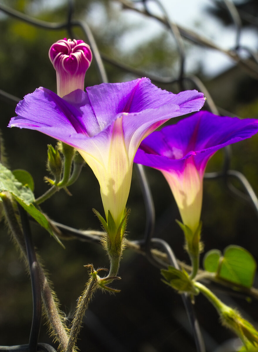 morning Glory.jpg