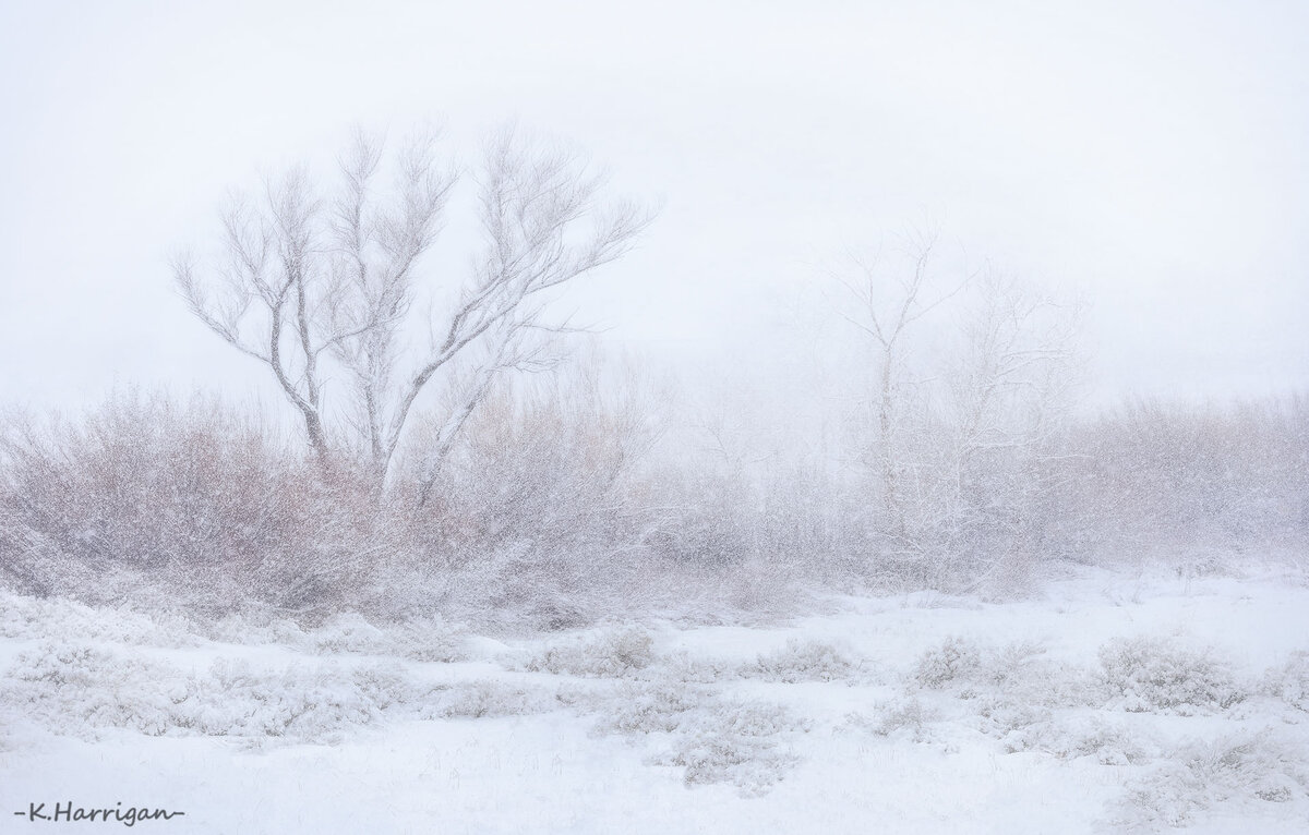 Morning Snowfall.jpg