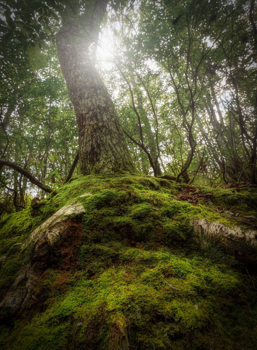 moss.png