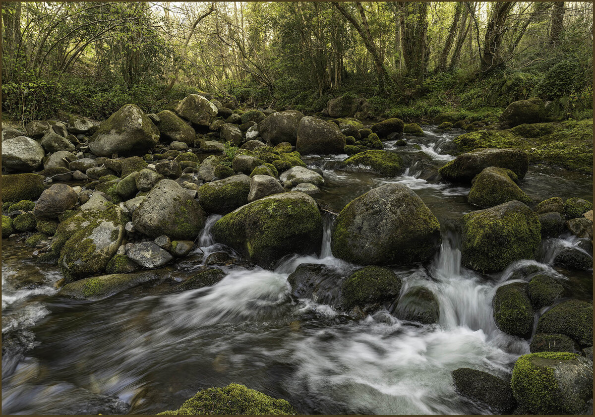 mossy river .jpg