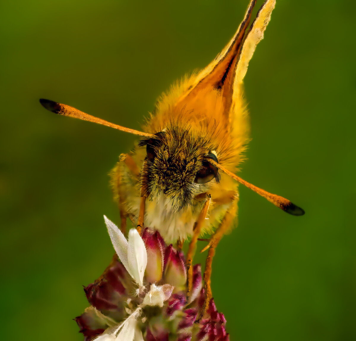 moth final.jpeg