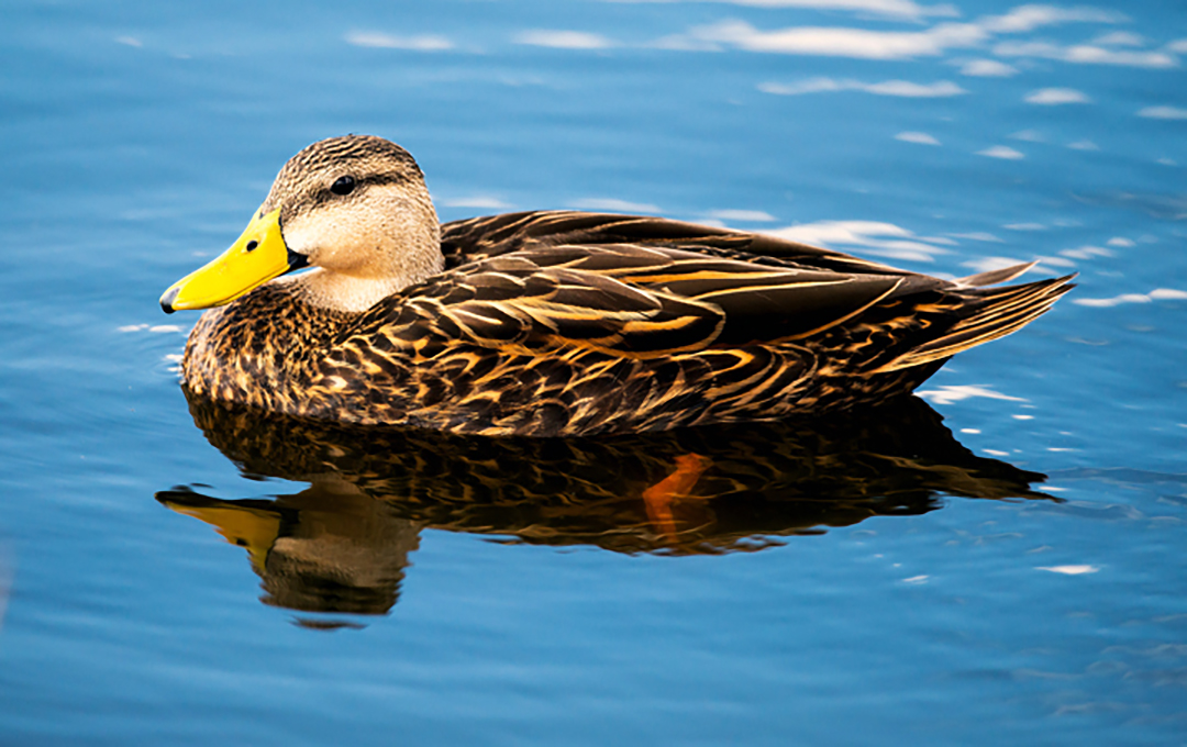 Mottled Duck (1 of 1).jpg