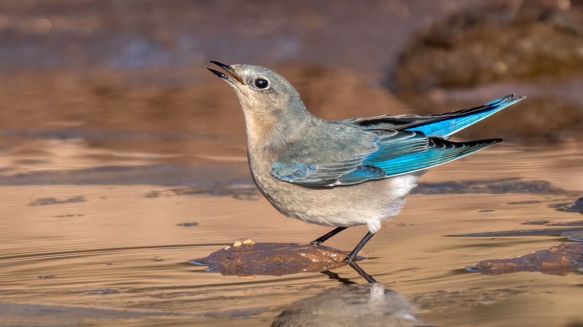Mountain bluebird-Edit.jpg