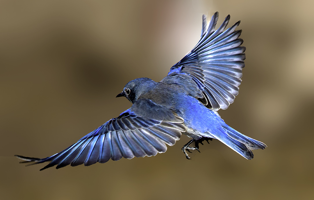 Mountain Bluebird in flght.jpg