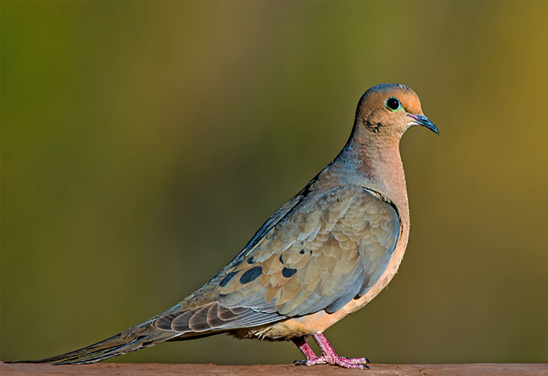 Mourning Dove.jpg