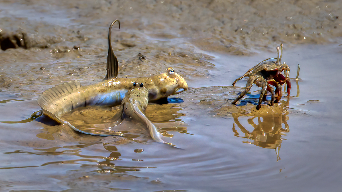 Mud skippers  vs mud crab.jpg