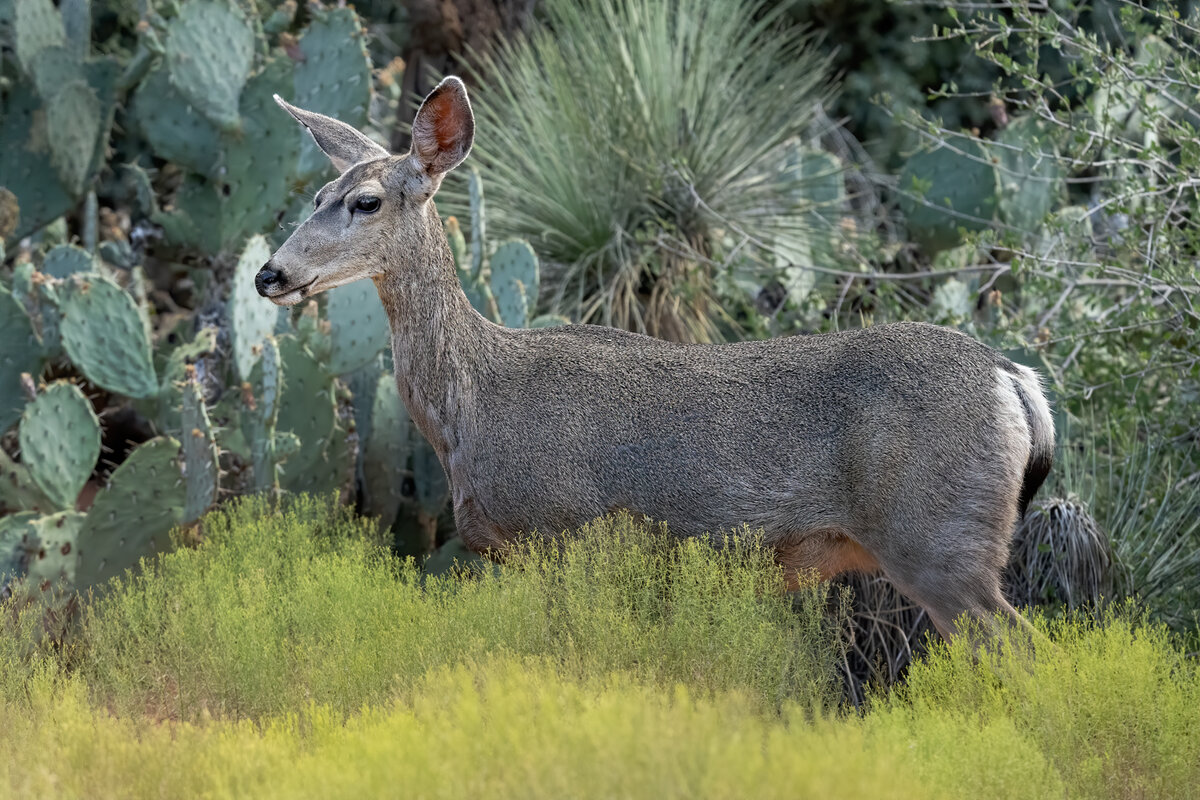 Mule deer-4199-Edit.jpg