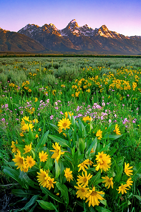Mules ears at Antelope Flats, Grand Teton National Park, WY.jpg