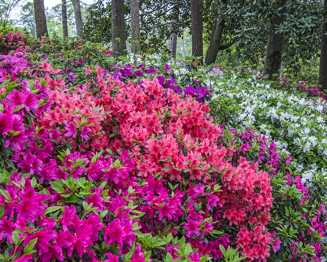 Multicolored azaleas (1 of 1).jpg