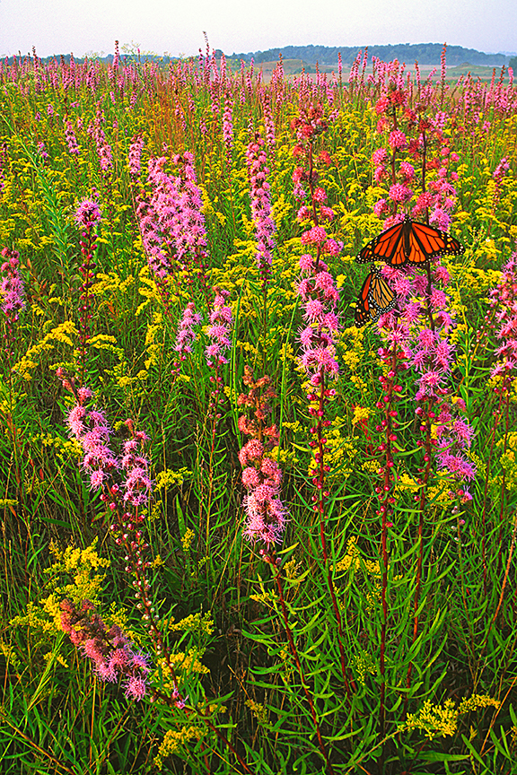 nachusa prairie& monarchs  II.jpg