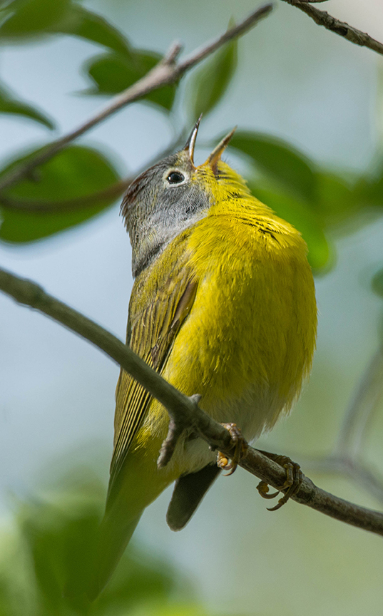 Nashville Warbler (1 of 1).jpg