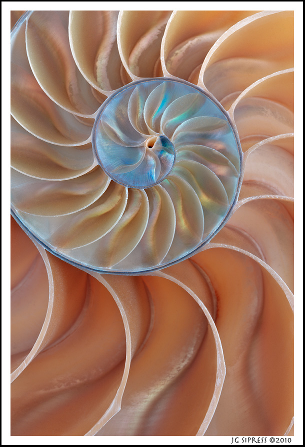 nautilus2.jpg