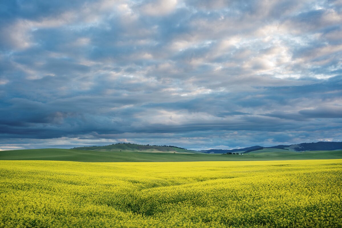 Nelson Road Canola.jpg