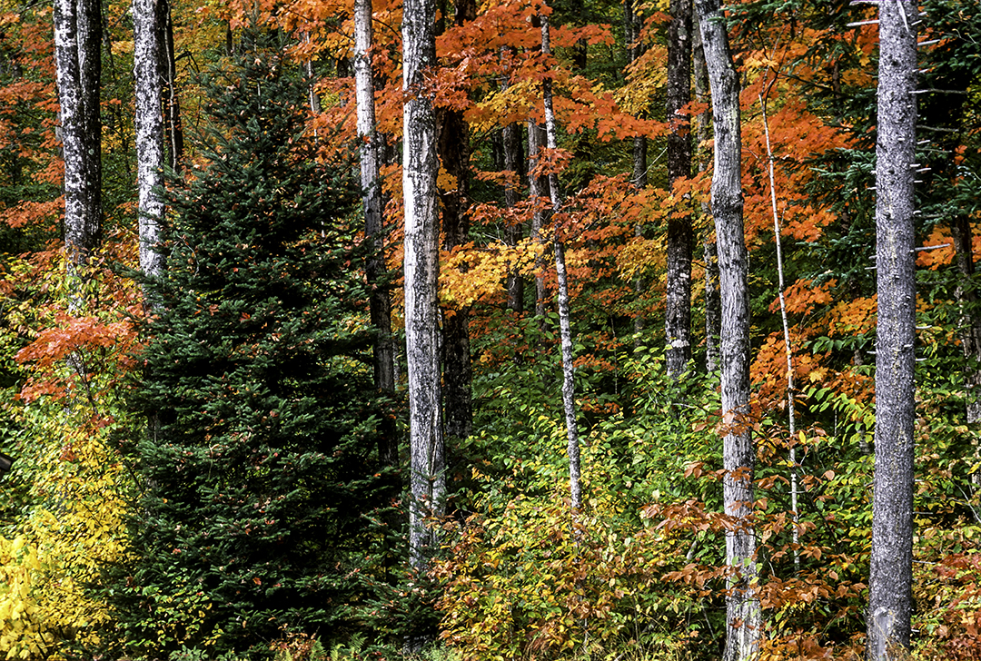 New England Scene.jpg