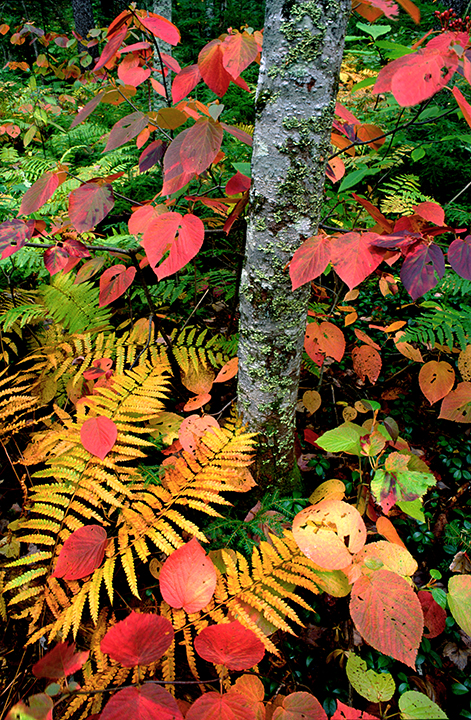 NH Woods 2.jpg