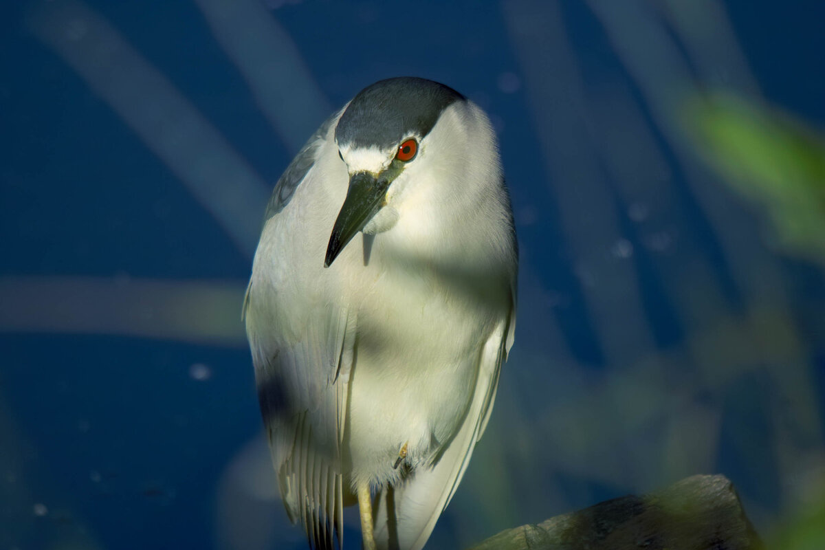 Night Heron.jpg