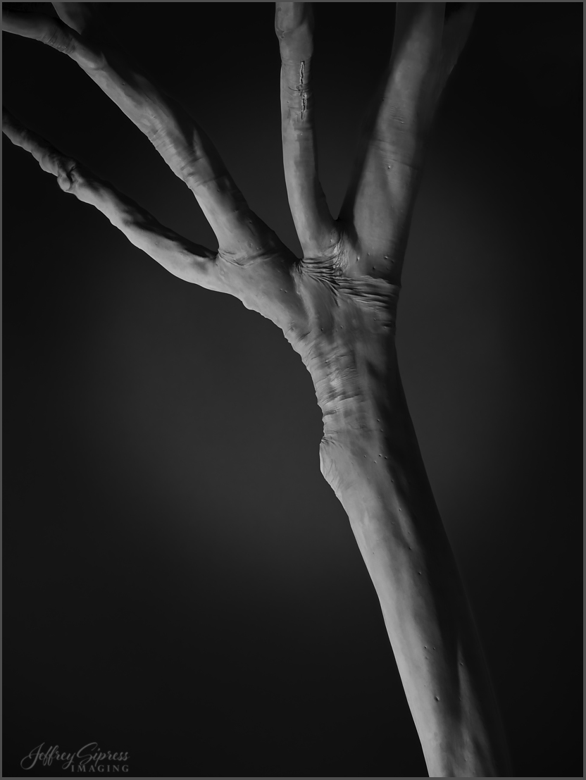 nighttree1-3.jpg