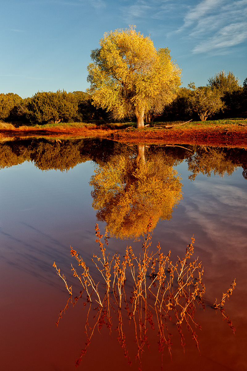 Nolan Tank tree.jpg