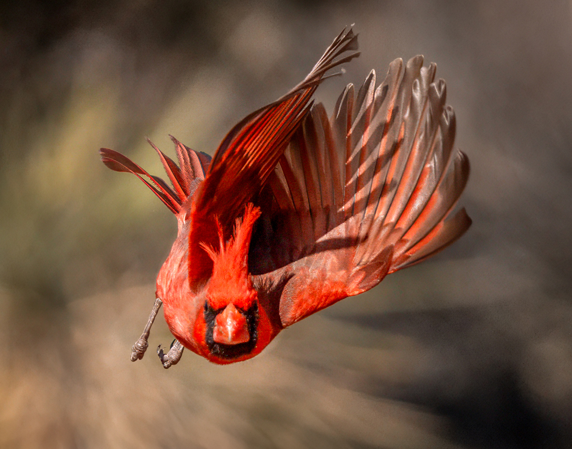 Northern Cardinal-08418-Edit.jpg