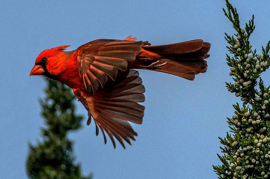 Northern Cardinal flying.jpg