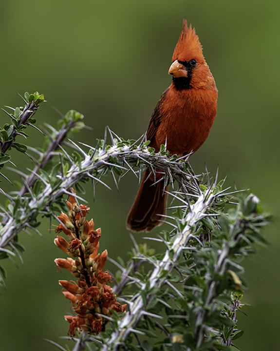 Northern Cardinal.jpg