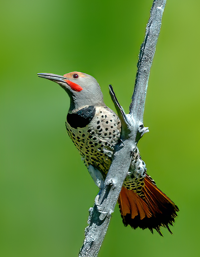 northern flicker (1 of 1)-3.jpg