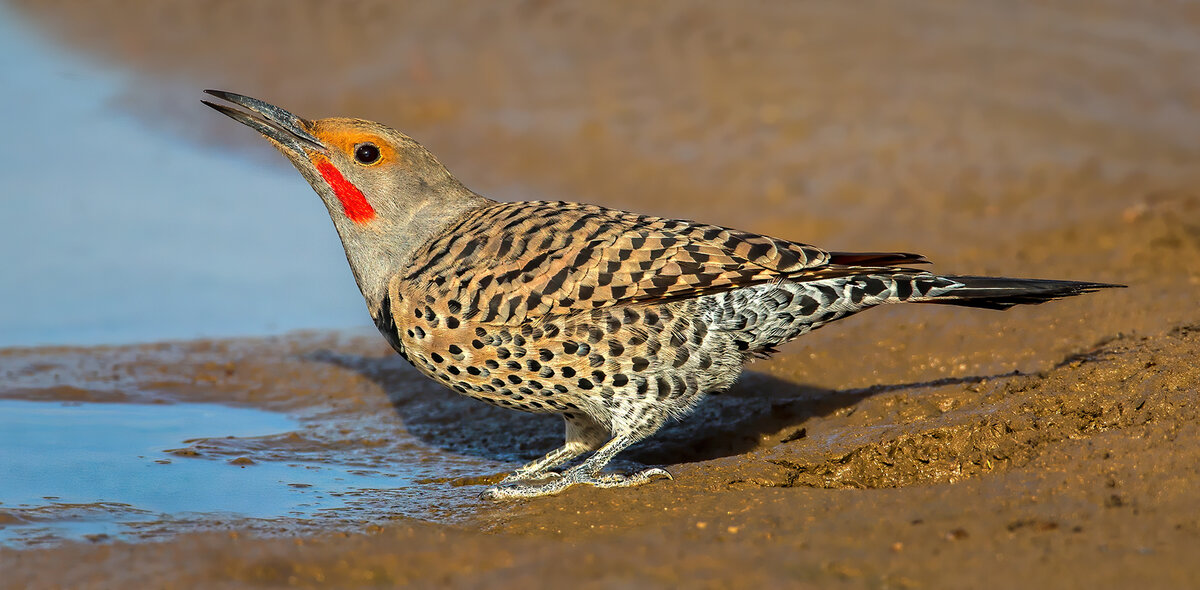 Northern Flicker.jpg