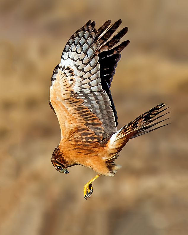 Northern Harrier Hawk 8x10.jpg