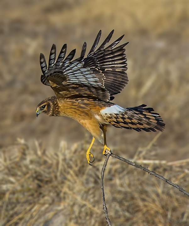 Northern Harrier Hawk carrying a stick blurred.jpg