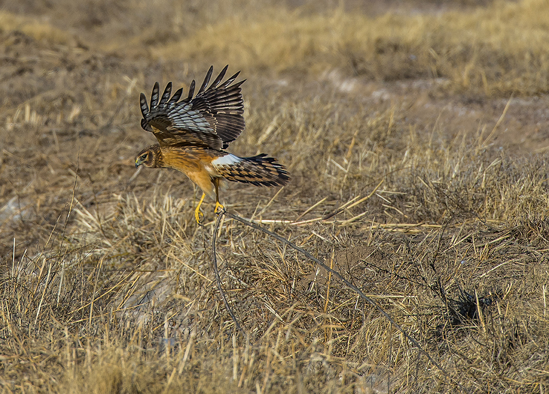 Northern Harrier Hawk carrying a stick hor.jpg