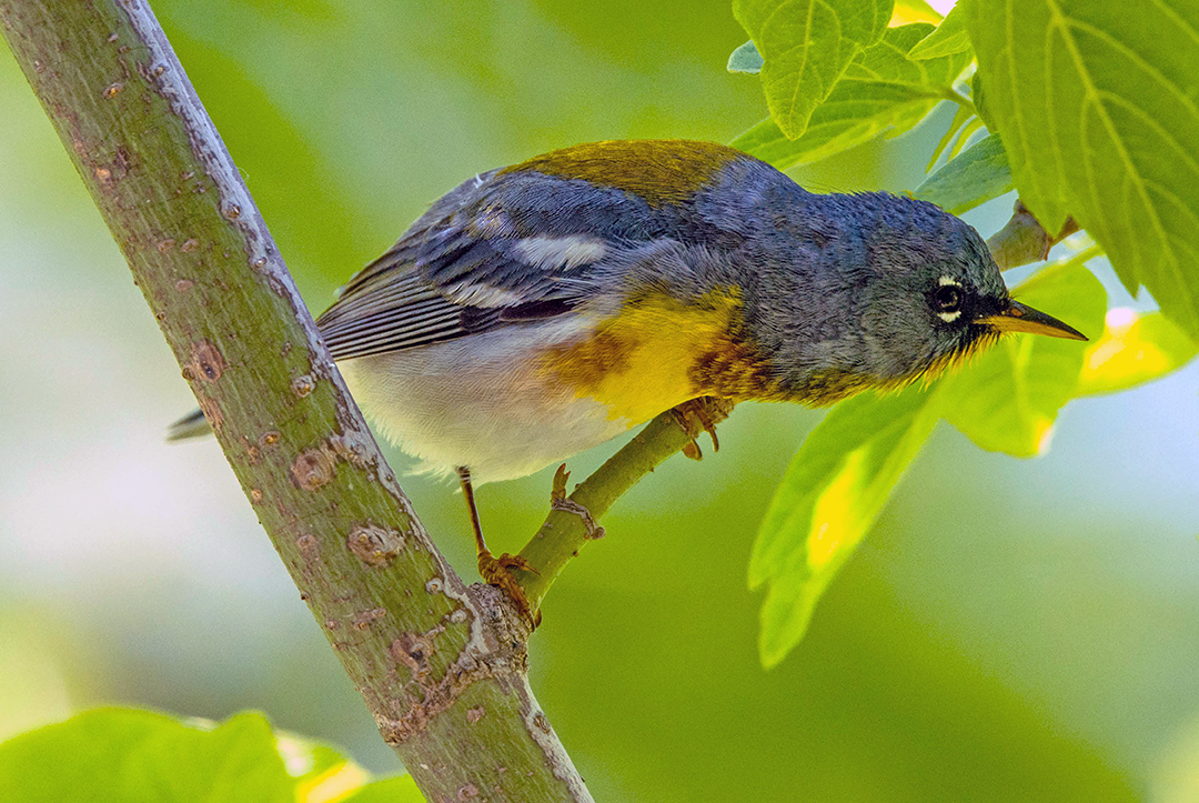 Northern Parula III.jpg