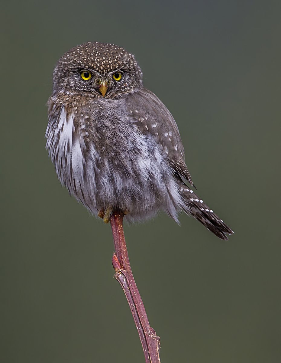 Northern Pigmy Owl.jpg
