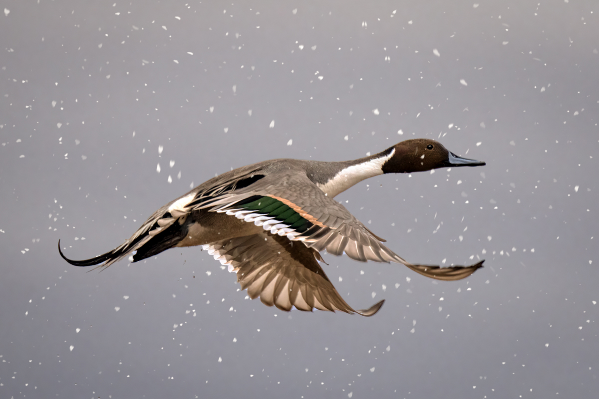 Northern pintail-7726-Edit.jpg