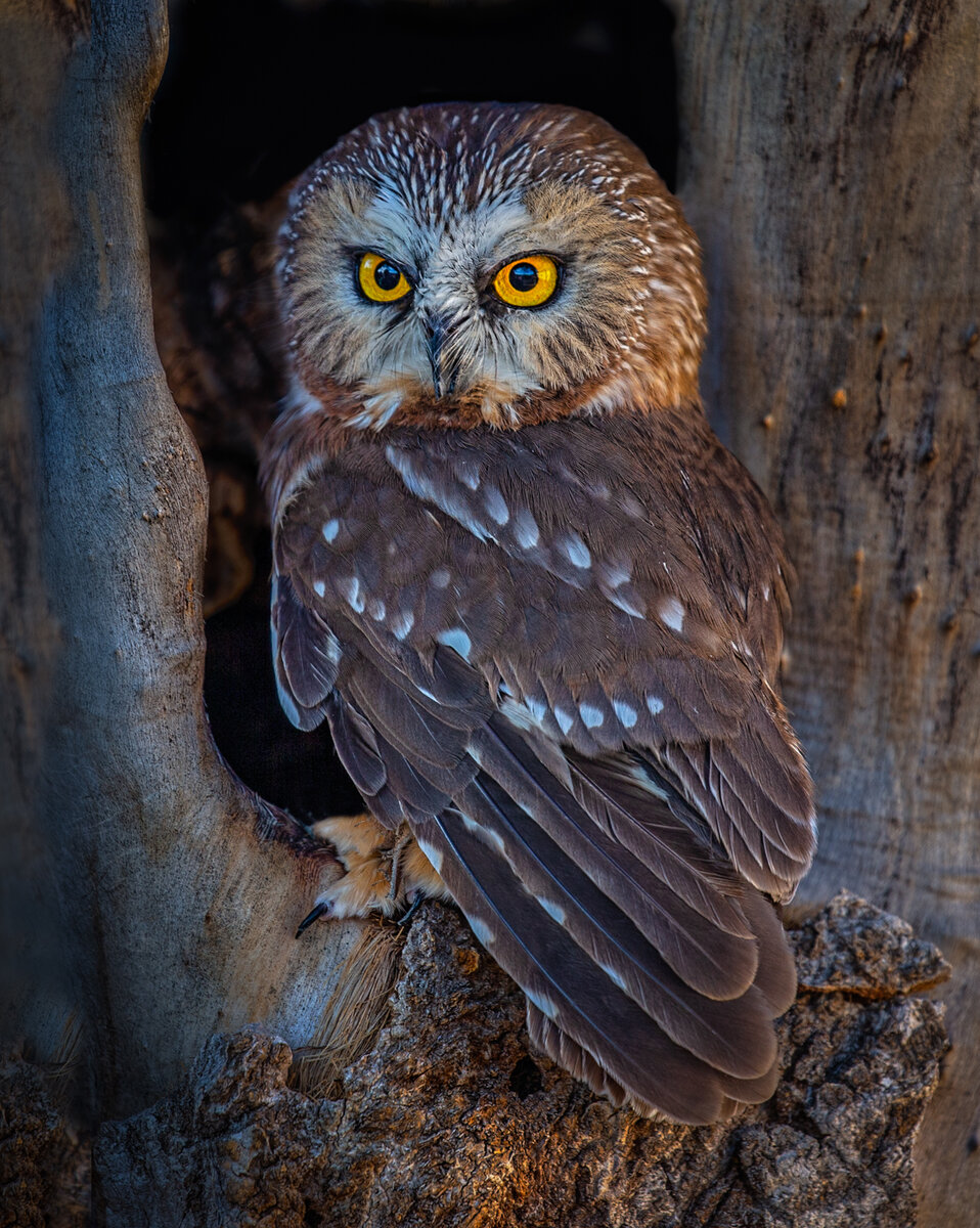 Northern saw-whet owl-9593-Edit-Edit.jpg
