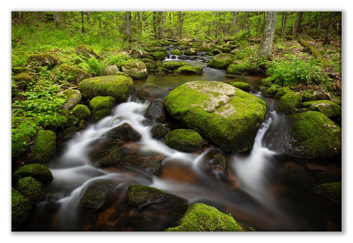NTP June 2019-16 Mossy Creek wide Display.jpg