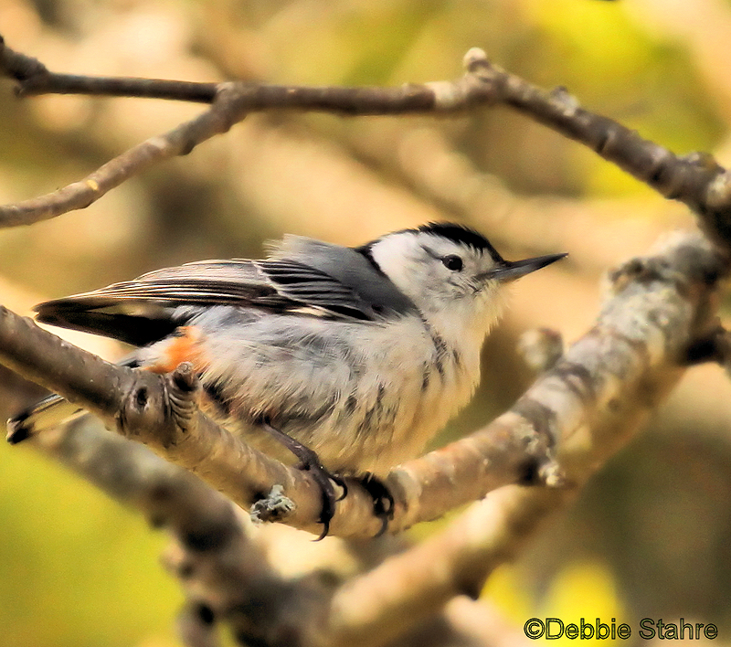 Nuthatc5-9-21.jpg