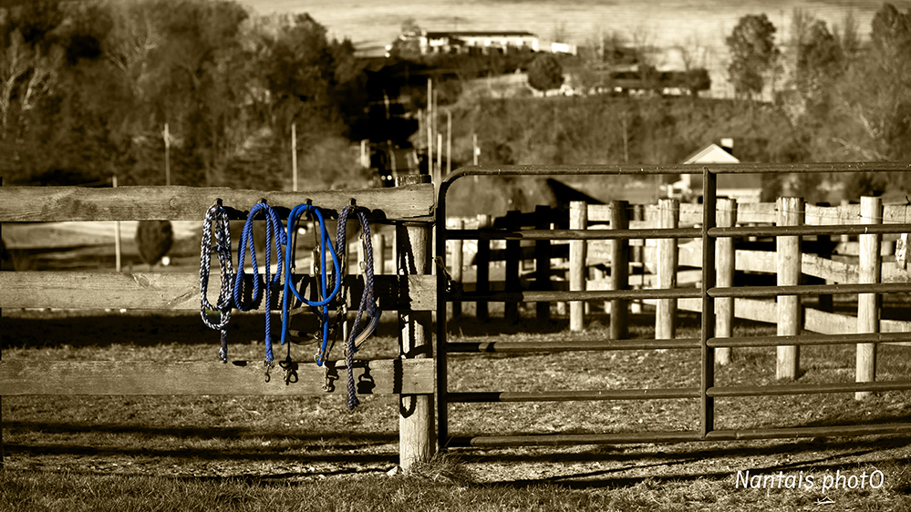 NZ2_0983s.jpg