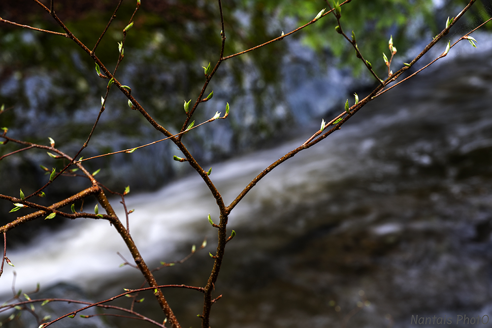 NZ2_3865s.jpg
