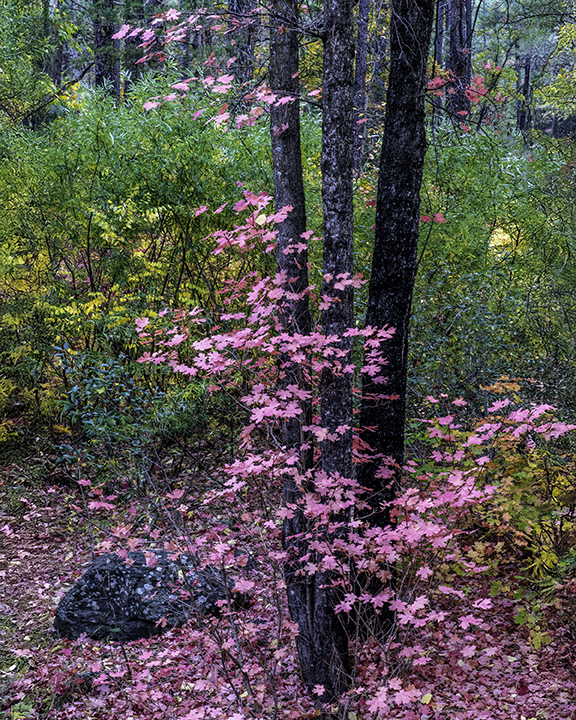Oak Creek Canyon Fall, Sedona, AZ.jpg