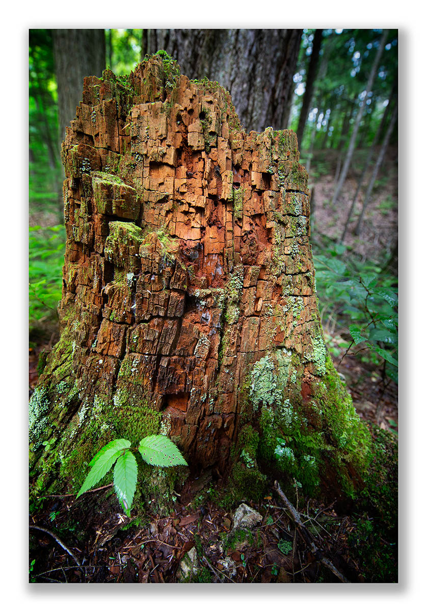 OK Sliip Groff 18-119 Stump Display.jpg