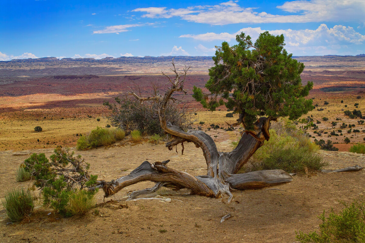 Old Juniper at San Rafael Reef | Focal World