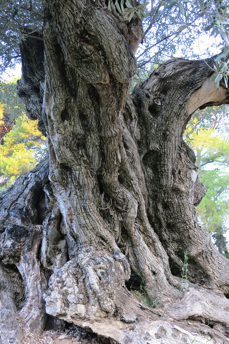 Olive-tree.jpg