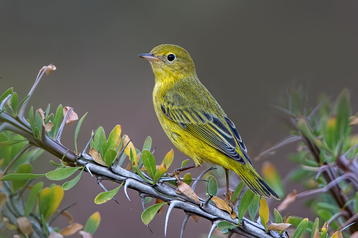 Orange-crowned Warbler,.jpg