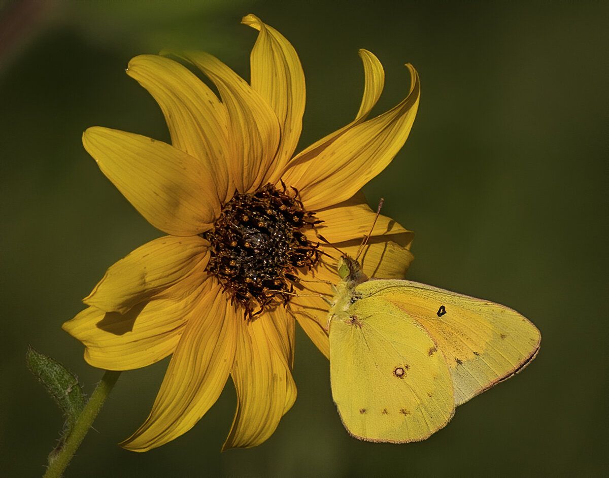 Orange sulphur-4092-Edit.jpg
