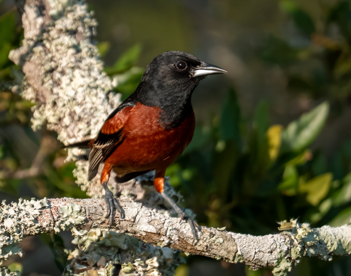 Orchard Oriole-09106-Edit.jpg