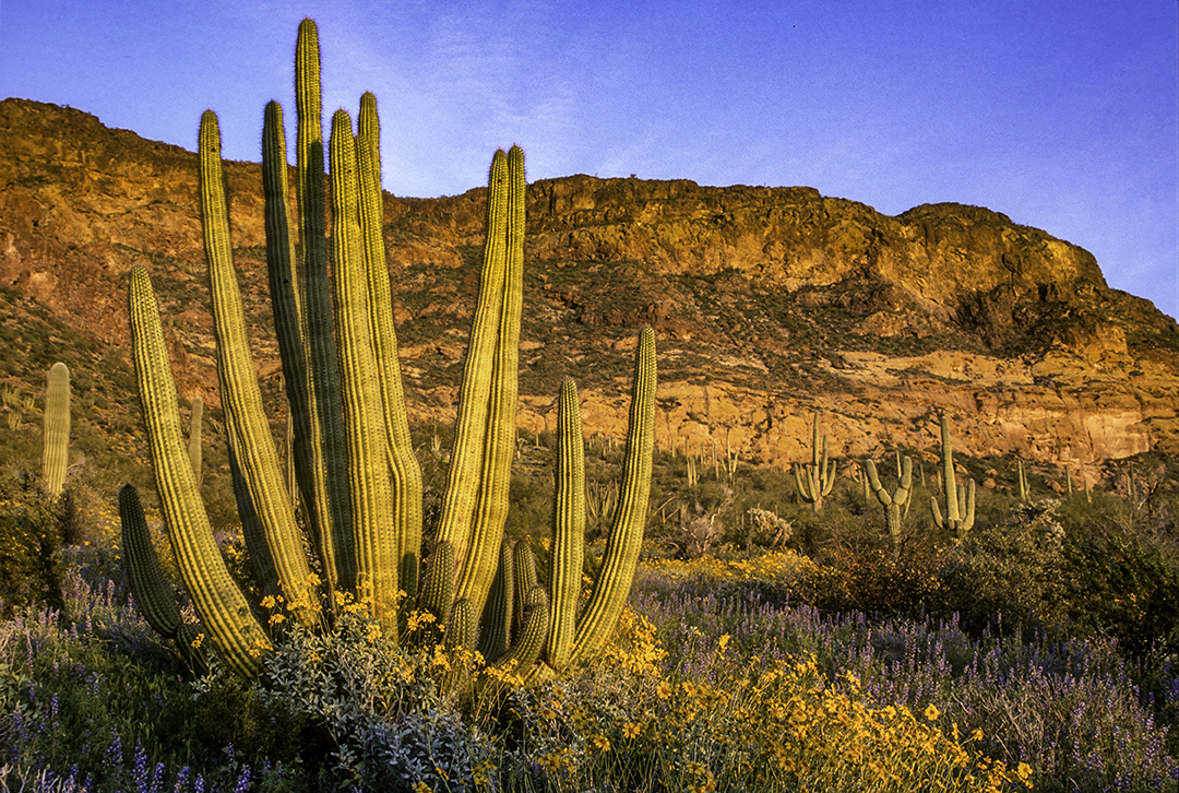 Organ pipe Cactus and Saguaro Cactus.jpg
