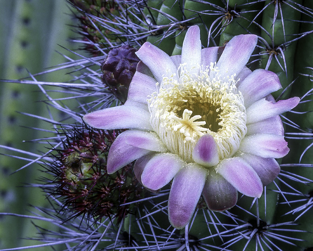 Organ Pipe Cactus bloom.jpg