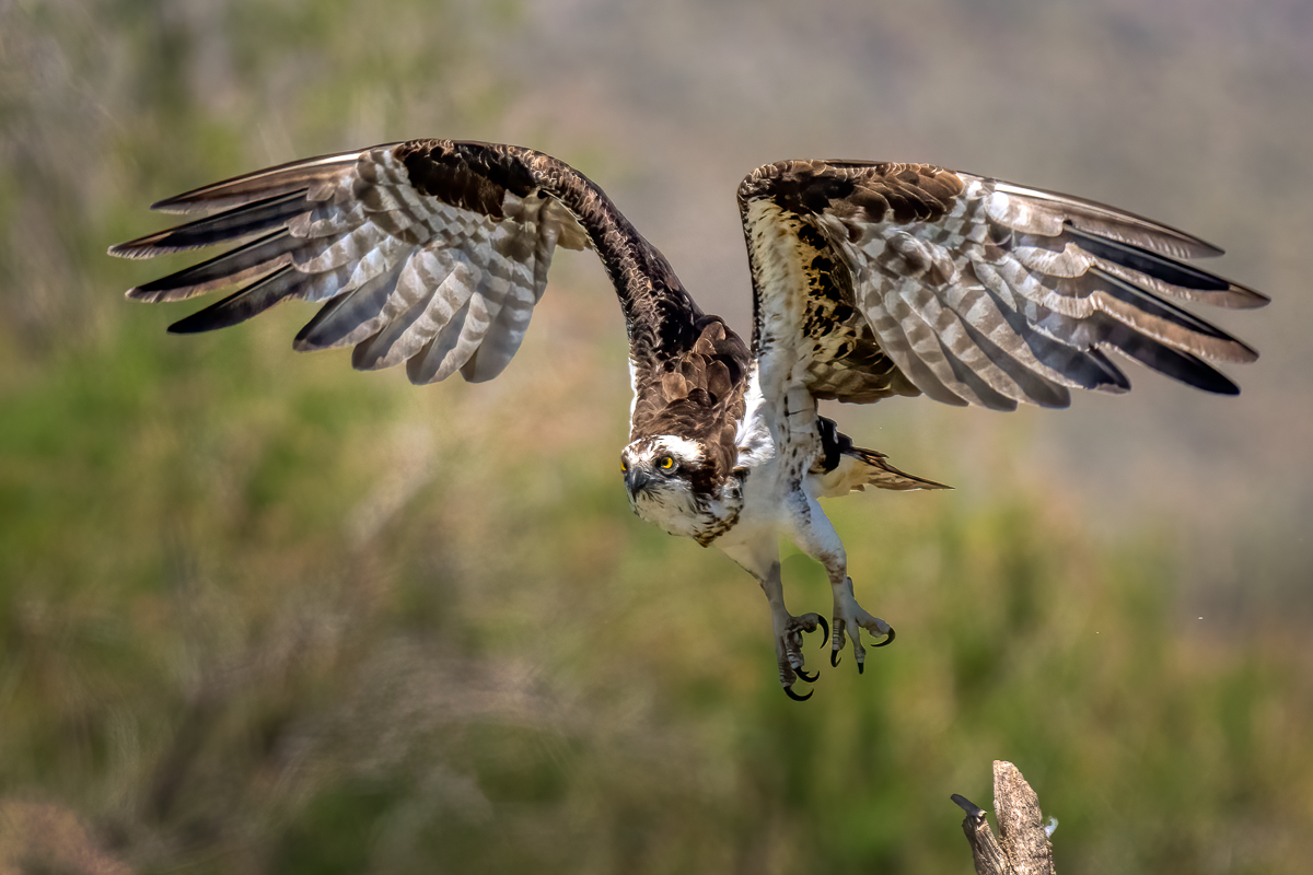 Osprey-02686-Edit.jpg