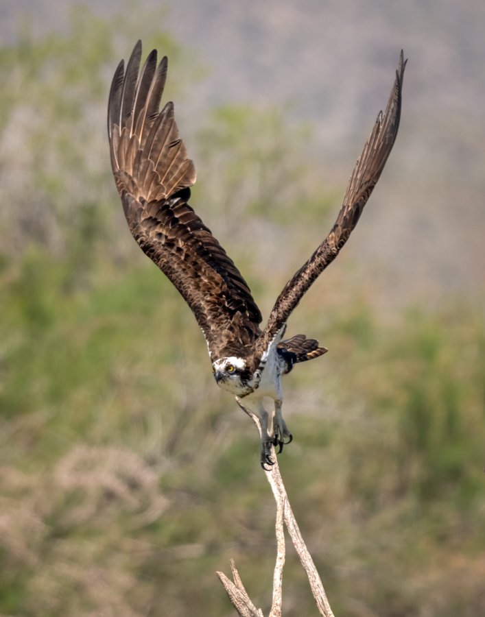 Osprey-02692-Edit.jpg