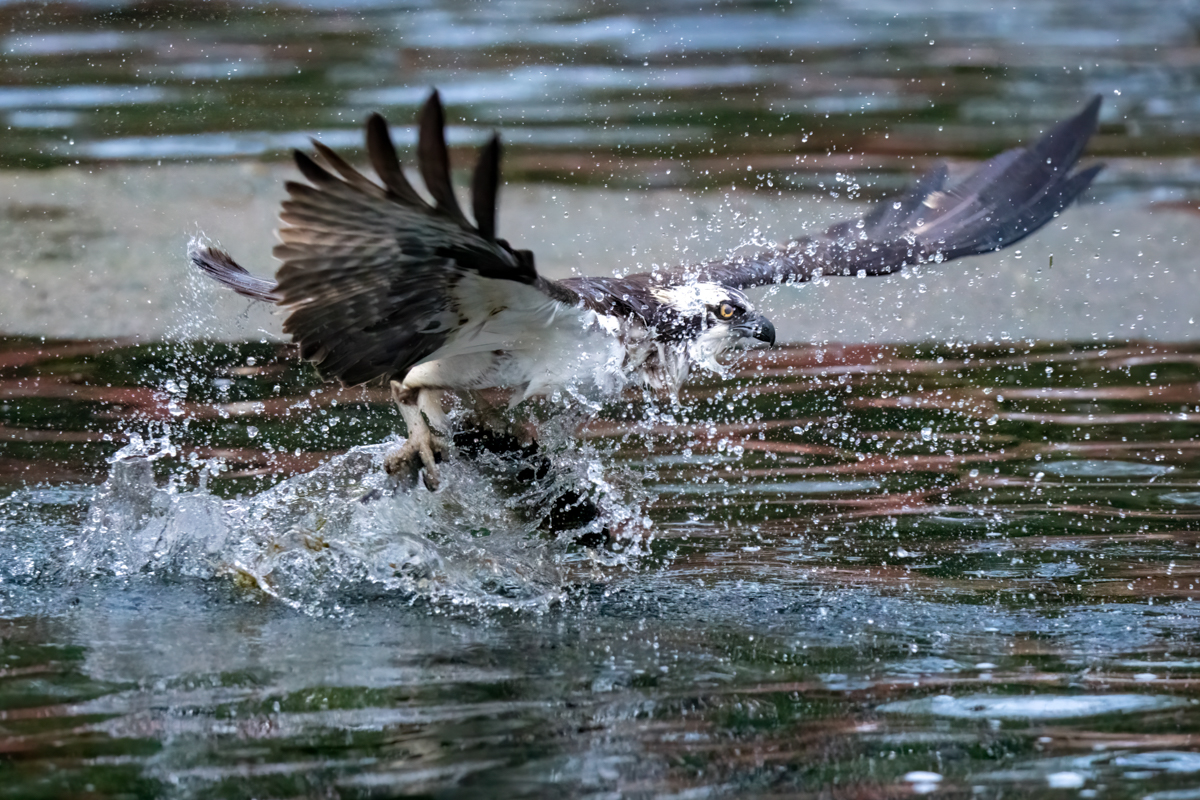 Osprey-04824-Edit.jpg